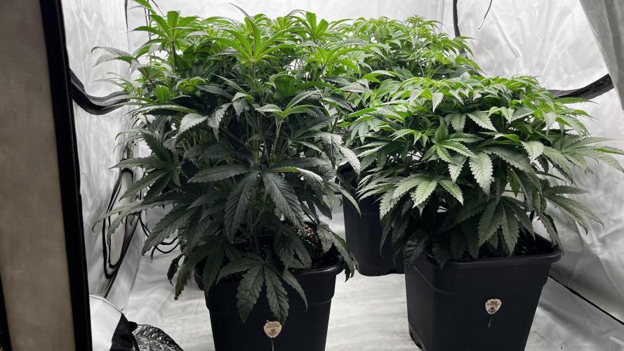 Dark Nectar , Cartier King. Week 6