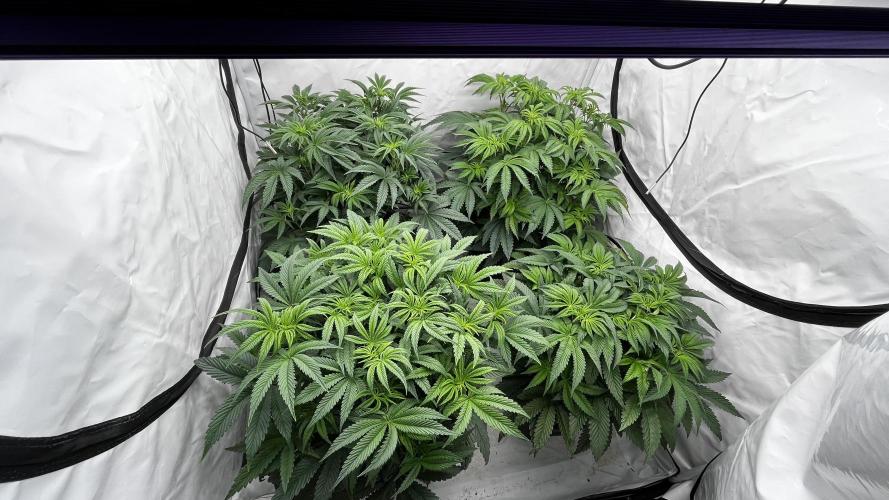 Dark Nectar , Cartier King. Week 6