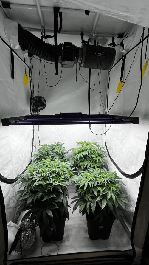 Dark Nectar , Cartier King. Week 6