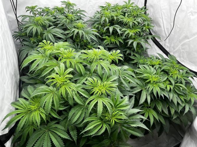 Dark Nectar , King Cartier. Week 6 - Konec druhého tydne