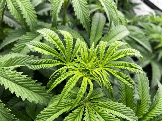 Dark Nectar , King Cartier. Week 6 - Konec druhého tydne