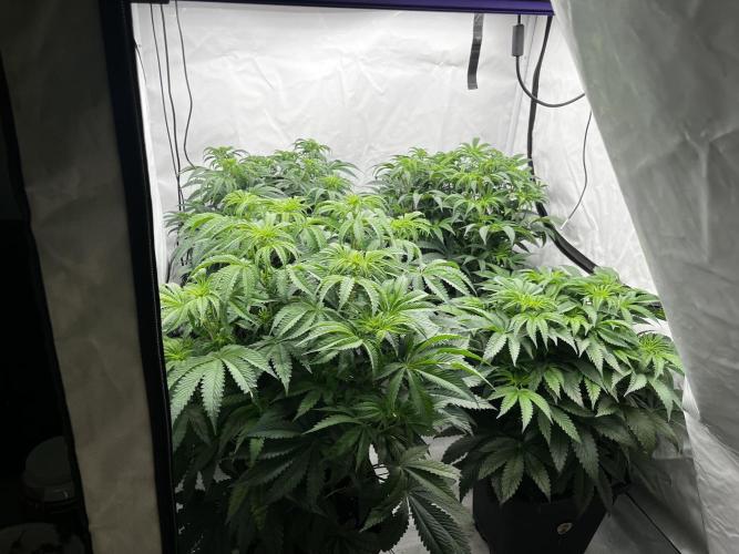 Dark Nectar , King Cartier. Week 6 - Konec druhého týdne 