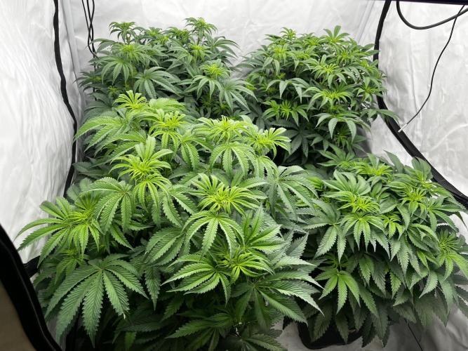 Dark Nectar , King Cartier. Week 6 - Konec druhého týdne 