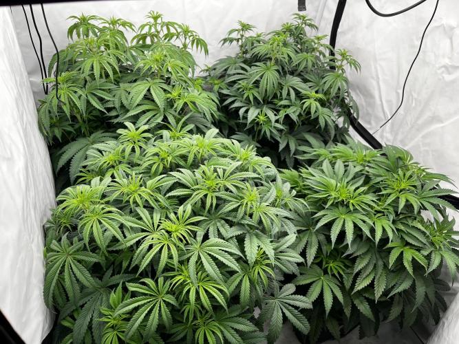 Dark Nectar , King Cartier. Week 7