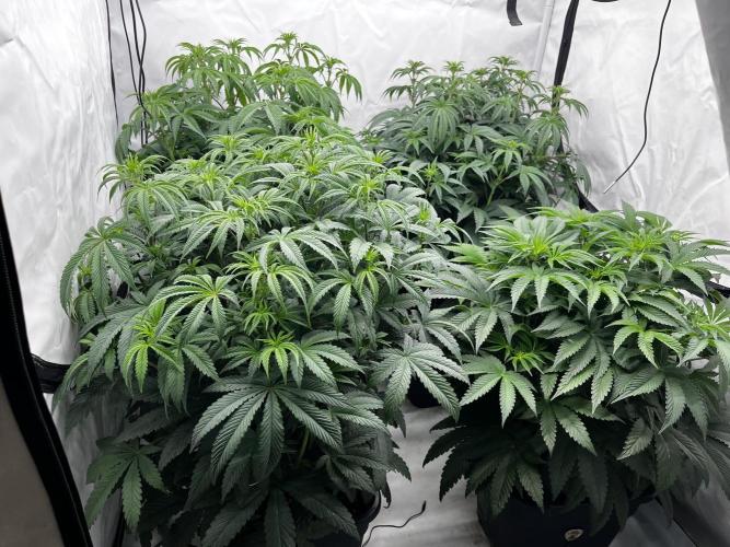 Dark Nectar , King Cartier. Week 7