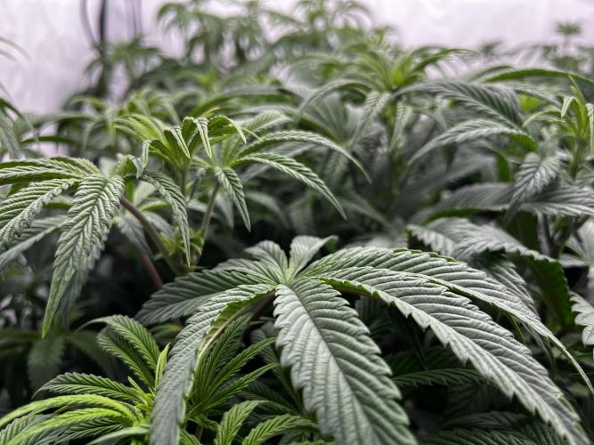 Dark Nectar , King Cartier. Week 7