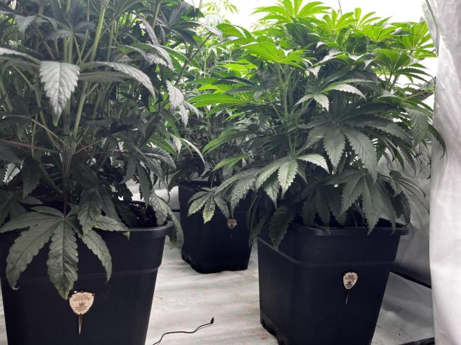 Dark Nectar , King Cartier. Week 7