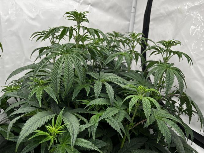 Dark Nectar , King Cartier. Week 7