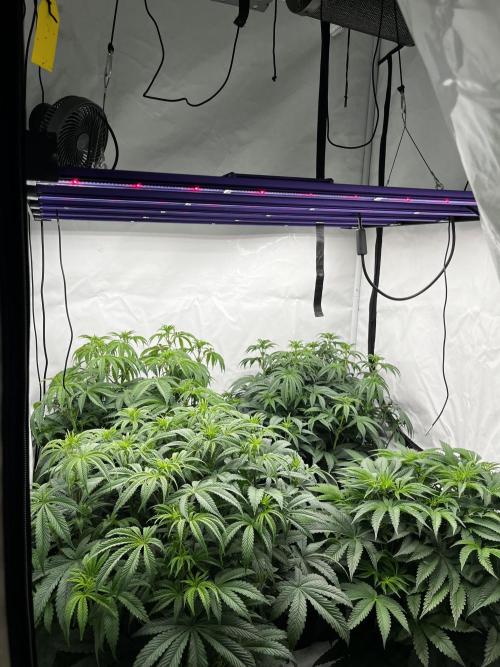 Dark Nectar , King Cartier. Week 7