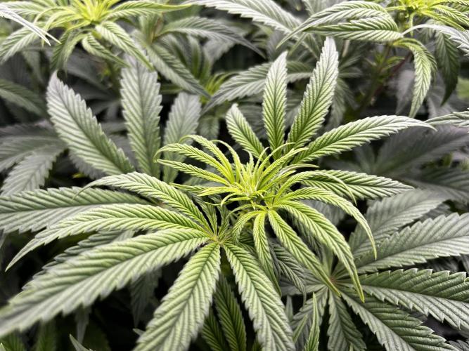 Dark Nectar , King Cartier. Week 7