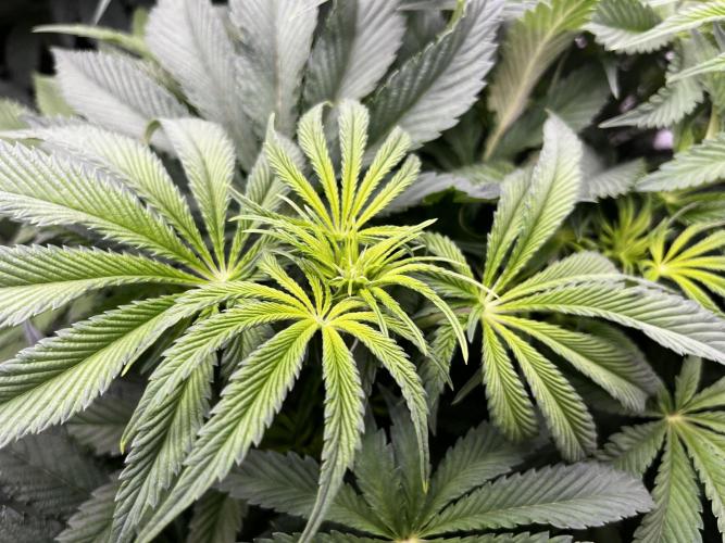 Dark Nectar , King Cartier. Week 7