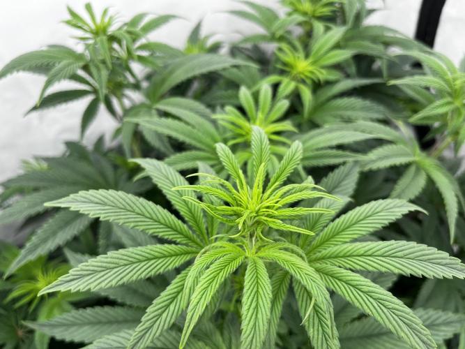 Dark Nectar , King Cartier. Week 7