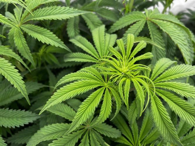 Dark Nectar , King Cartier. Week 7