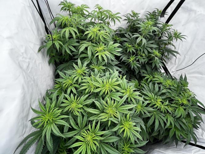 Dark Nectar , King Cartier. Week 7