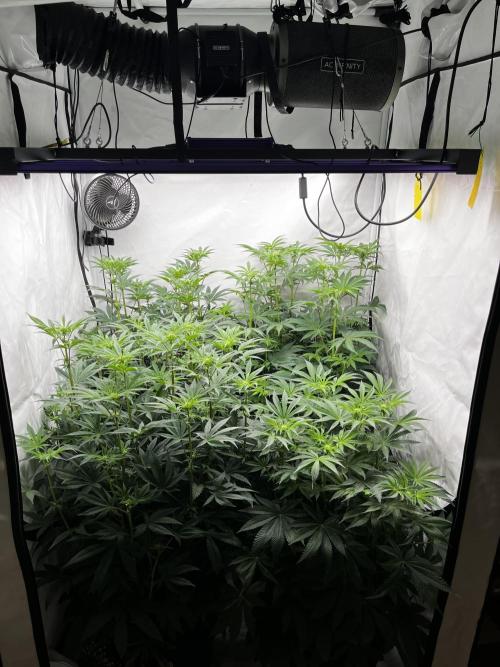 Dark Nectar , King Cartier. Week 8