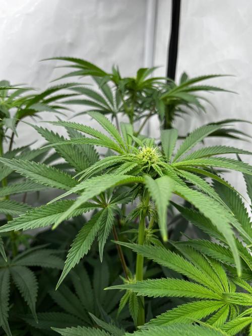 Dark Nectar , King Cartier. Week 8