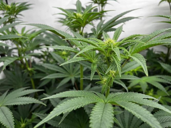 Dark Nectar , King Cartier. Week 8