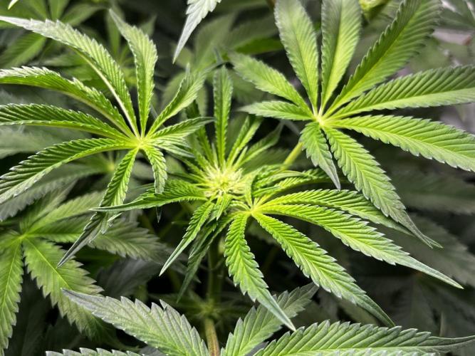 Dark Nectar , King Cartier. Week 8