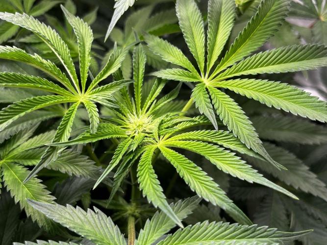 Dark Nectar , King Cartier. Week 8