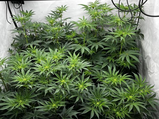 Dark Nectar , King Cartier. Week 8