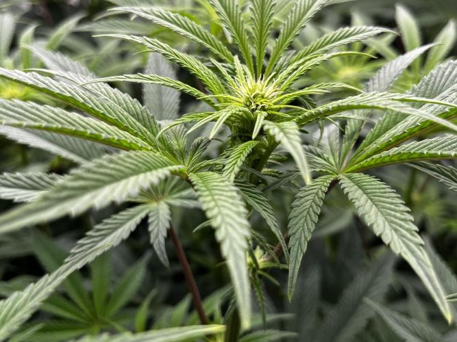 Dark Nectar , King Cartier. Week 8