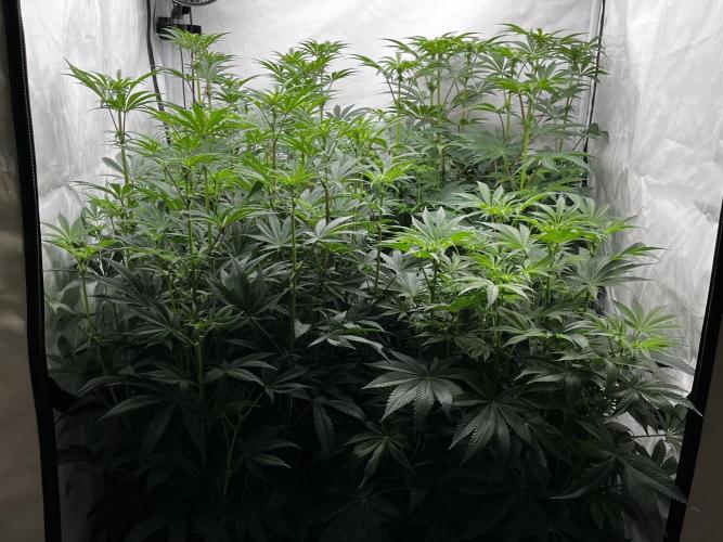 Dark Nectar , King Cartier. Week 8