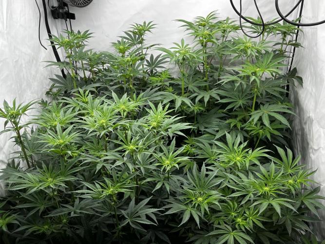 Dark Nectar , King Cartier. Week 8