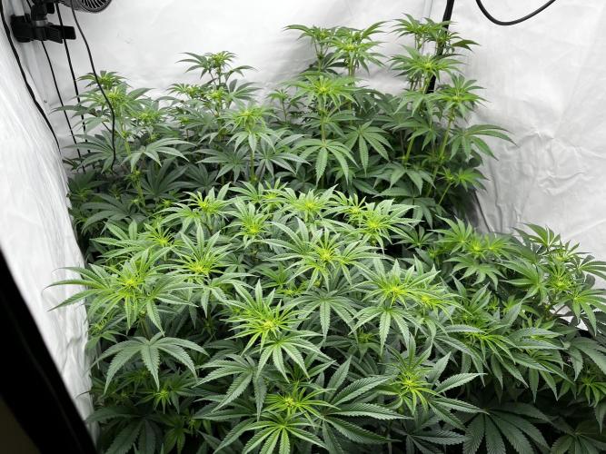 Dark Nectar , King Cartier. Week 8