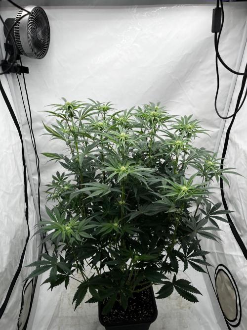 Dark Nectar , King Cartier. Week 8 - Dark Nectar