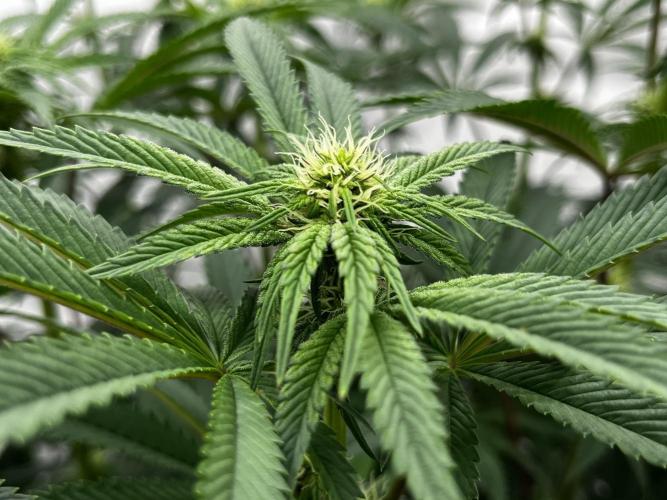 Dark Nectar , King Cartier. Week 8 - Dark Nectar