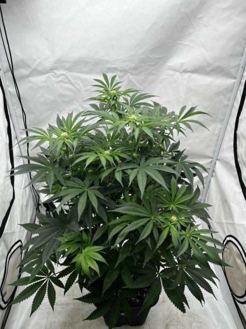 Dark Nectar , King Cartier. Week 8 - King Cartier #1