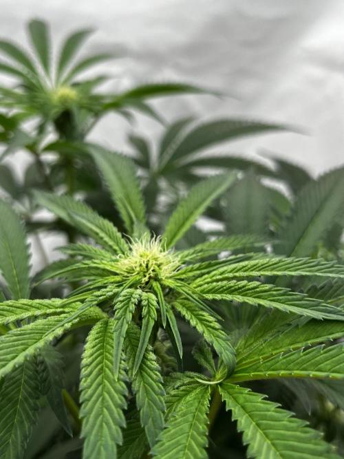 Dark Nectar , King Cartier. Week 8 - King Cartier #1