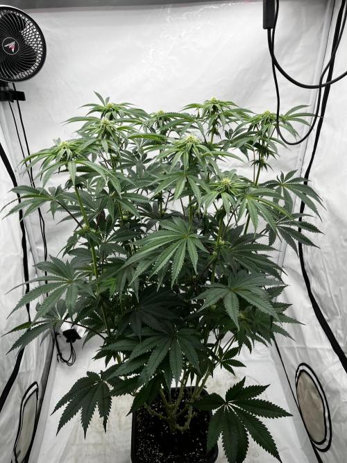 Dark Nectar , King Cartier. Week 8 - King Cartier #2