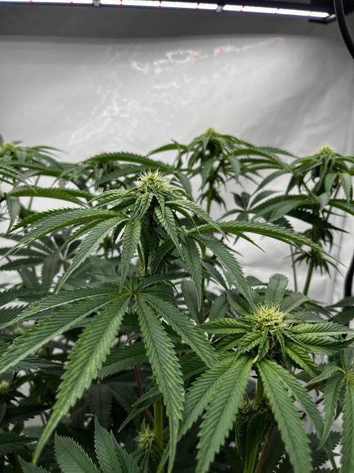 Dark Nectar , King Cartier. Week 8 - King Cartier #2