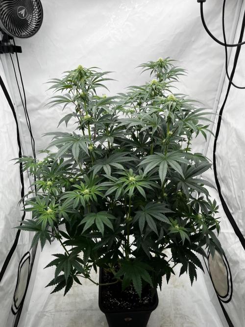 Dark Nectar , King Cartier. Week 8 - King Cartier #3