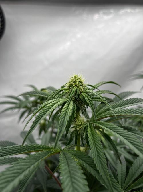 Dark Nectar , King Cartier. Week 8 - King Cartier #3