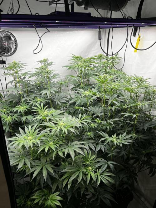 Dark Nectar , King Cartier. Week 8 - Full house 