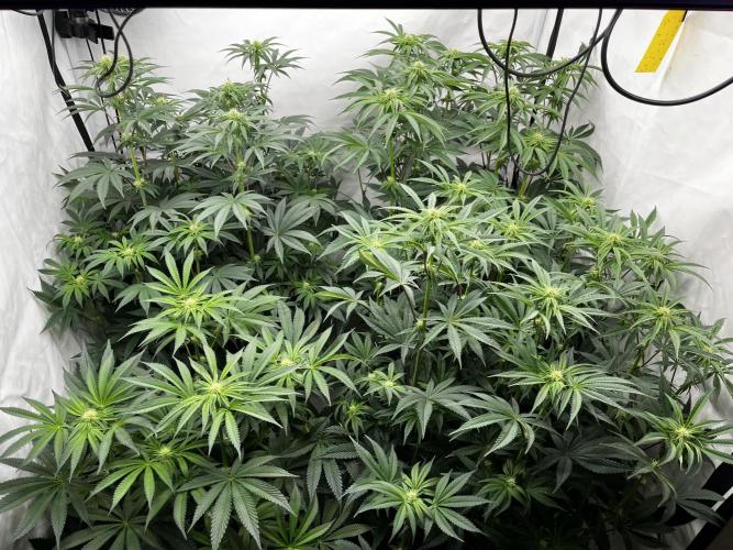 Dark Nectar , King Cartier. Week 8