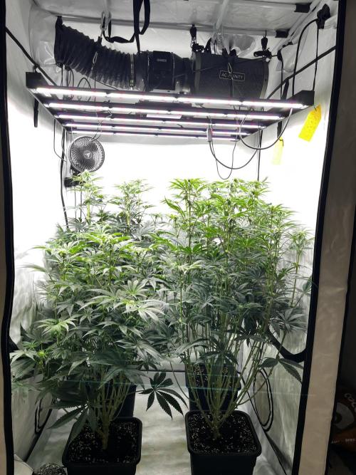 Dark Nectar , King Cartier. Week 8