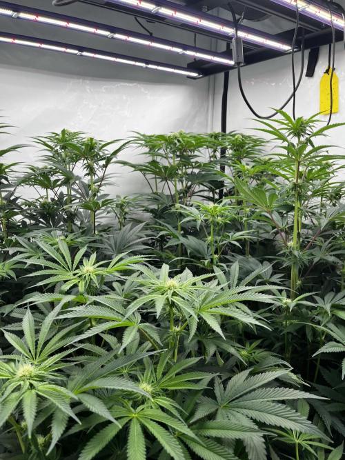 Dark Nectar , King Cartier. Week 8