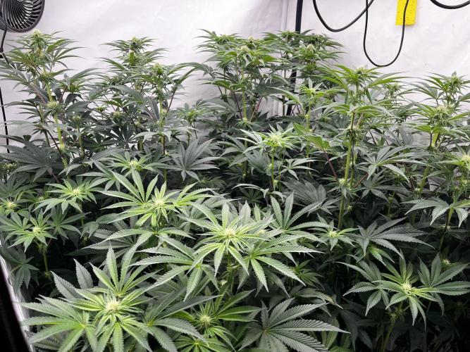 Dark Nectar , King Cartier. Week 8