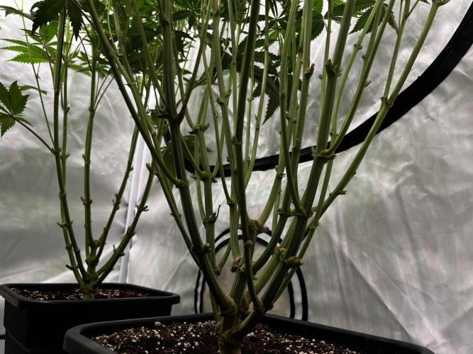 Dark Nectar , King Cartier. Week 8