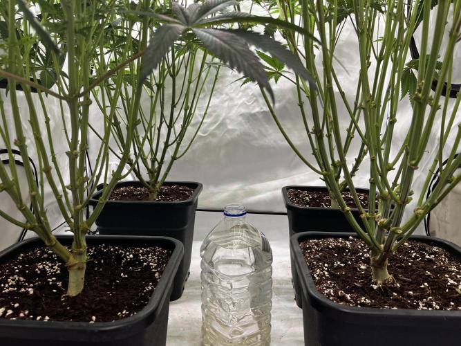 Dark Nectar , King Cartier. Week 8