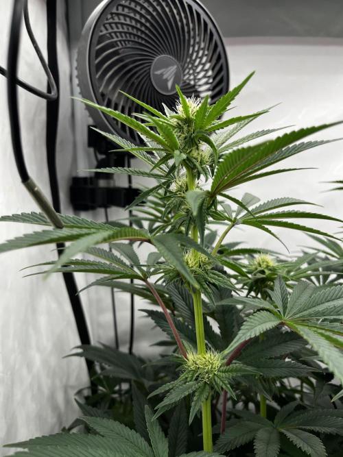 Dark Nectar , King Cartier. Week 9