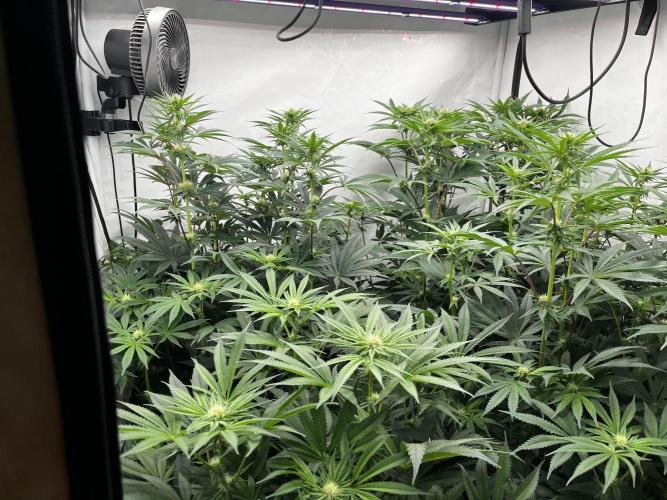 Dark Nectar , King Cartier. Week 9