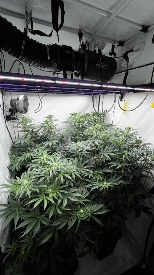 Dark Nectar , King Cartier. Week 9