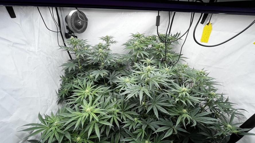 Dark Nectar , King Cartier. Week 9