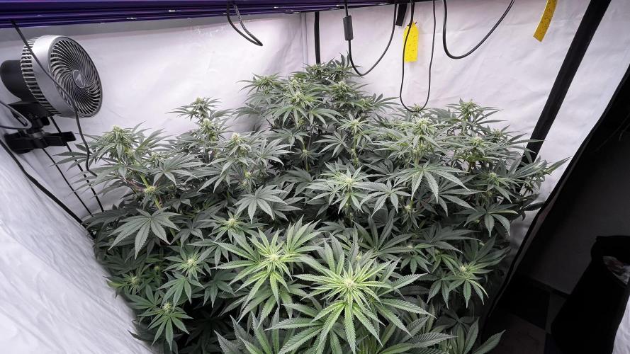 Dark Nectar , King Cartier. Week 9