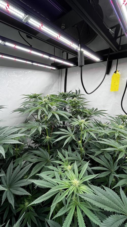 Dark Nectar , King Cartier. Week 9