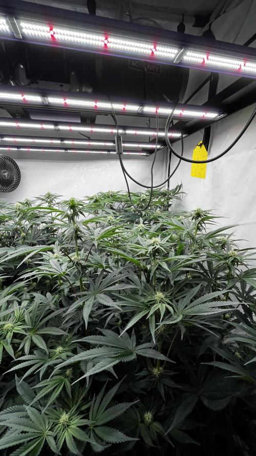 Dark Nectar , King Cartier. Week 9